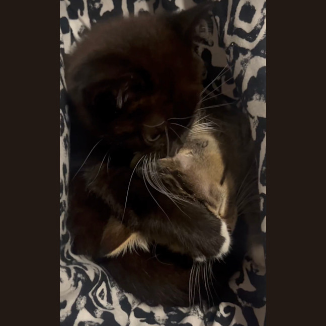 Photo of Brew
