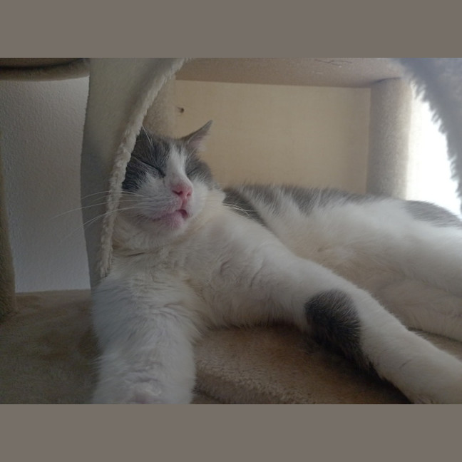 Photo of Jinga