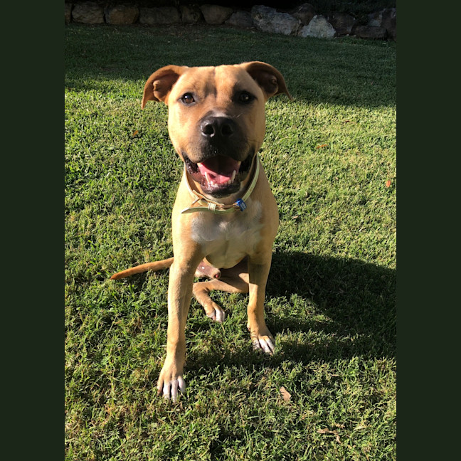 Photo of Scooby
