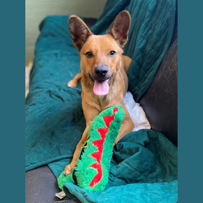 Photo of Dingo