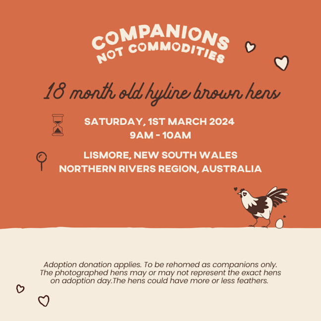 Photo of Rescue Hens  Retired From An Egg Farm