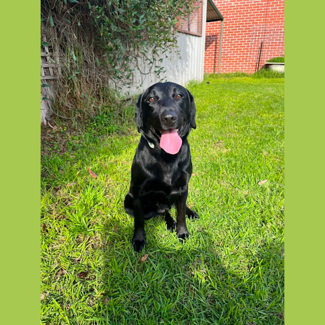 Photo of Lola