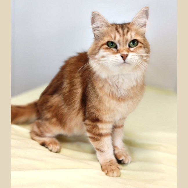 Photo of Akira / Cat 7