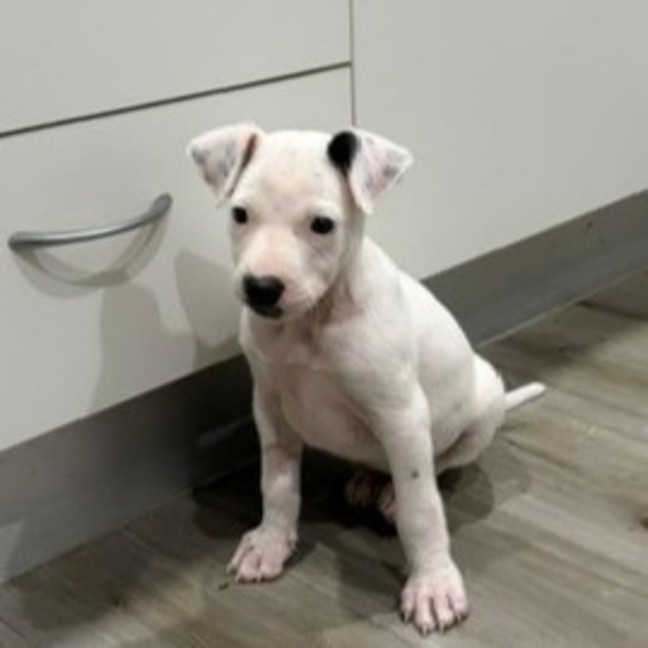 Photo of Coco