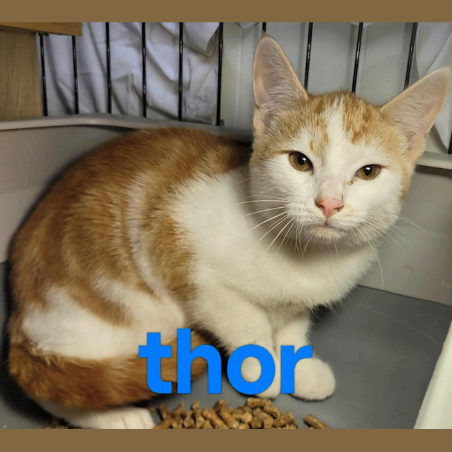 Photo of Thor❤️