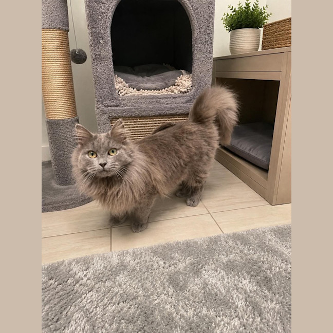 Photo of Toto