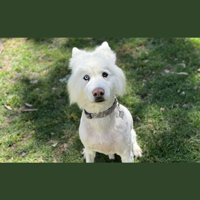 Photo of Lucky