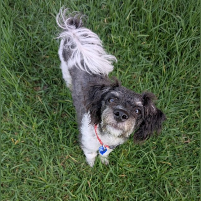 Photo of Jack   1 Year Old Poodle X Terrier 