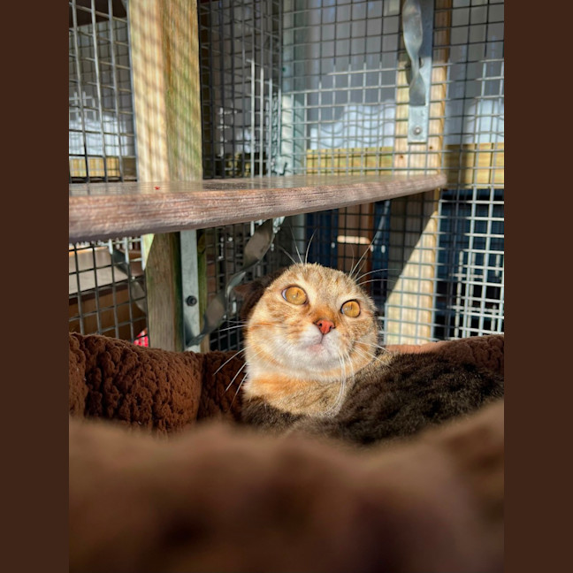 Photo of Enid!🎃