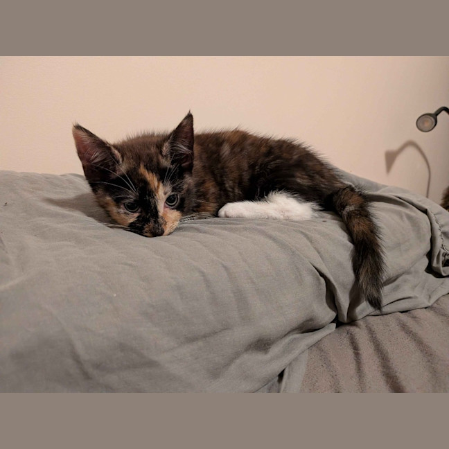 Photo of Ember