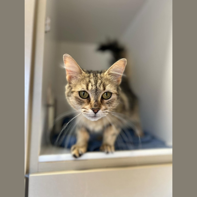 Photo of Caramel Latte *9 Lives Project Rescue*