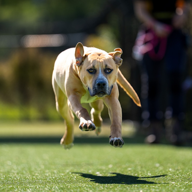 Photo of Slinky Imp 2507