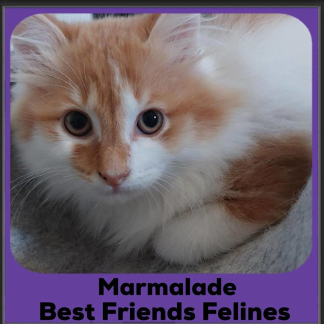 Photo of Marmalade 