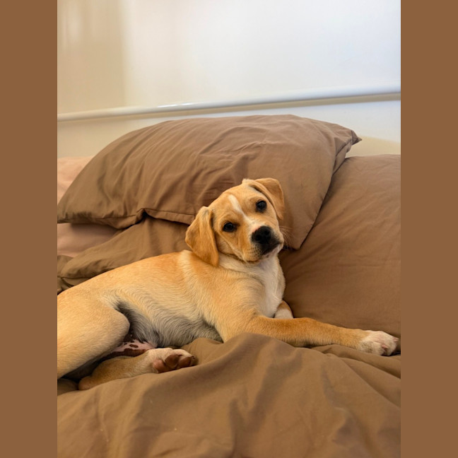 Photo of Colbie   4 Month Old Pug X Cavalier