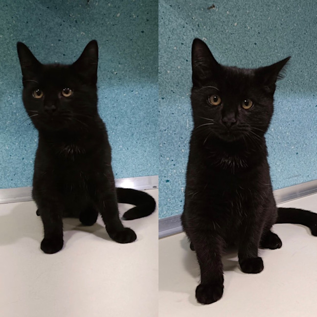 Photo of Spook