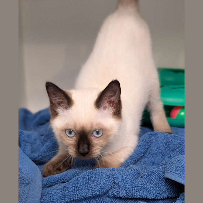 Photo of Daisy Mae Jean