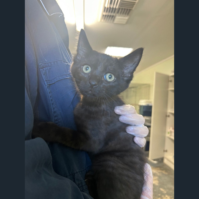 Photo of Disco