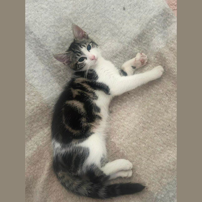 Photo of Lenni   In Foster In Oak Park