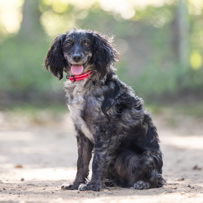 Photo of Dixie