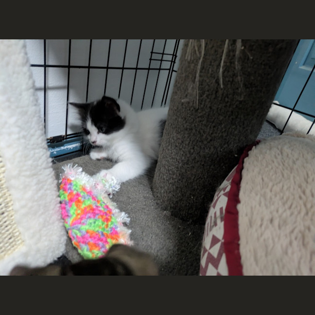 Photo of Zippy Snail