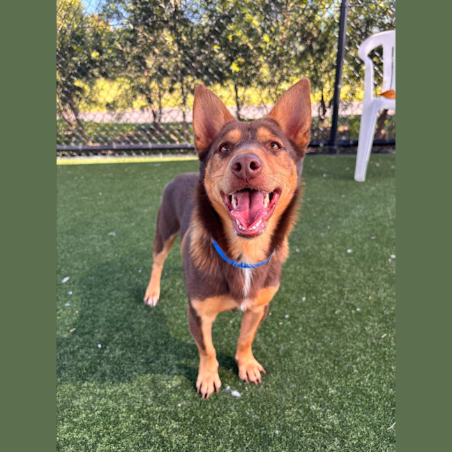 Photo of Bonsai Imp 248