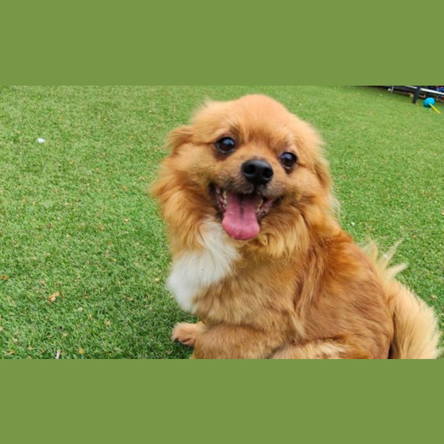 Photo of Simba