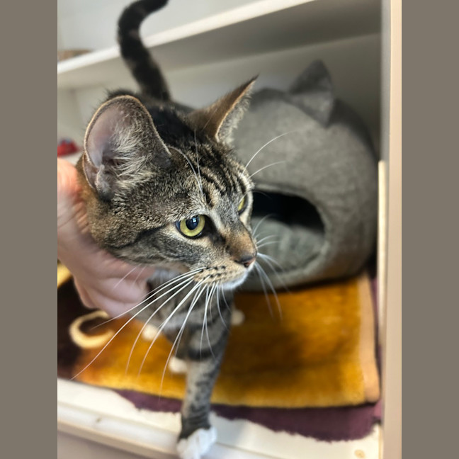 Photo of Tabby