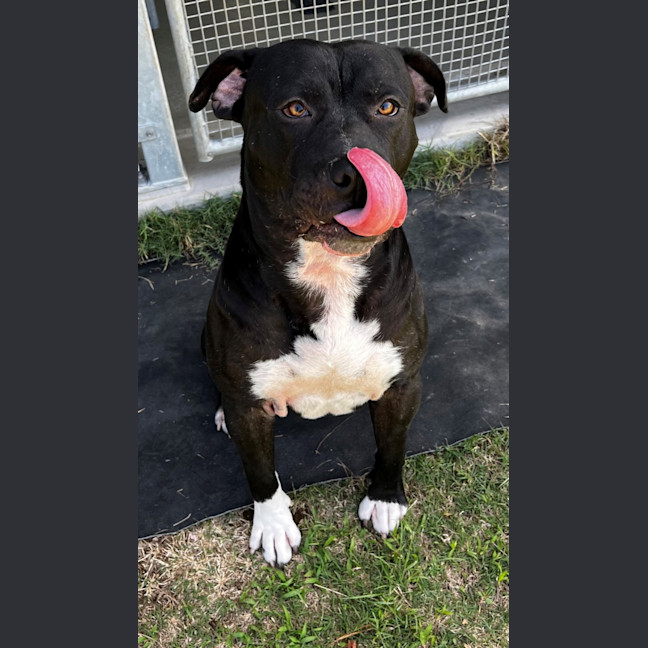 Photo of Hank (9218)