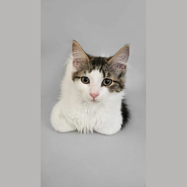Photo of Muffin 