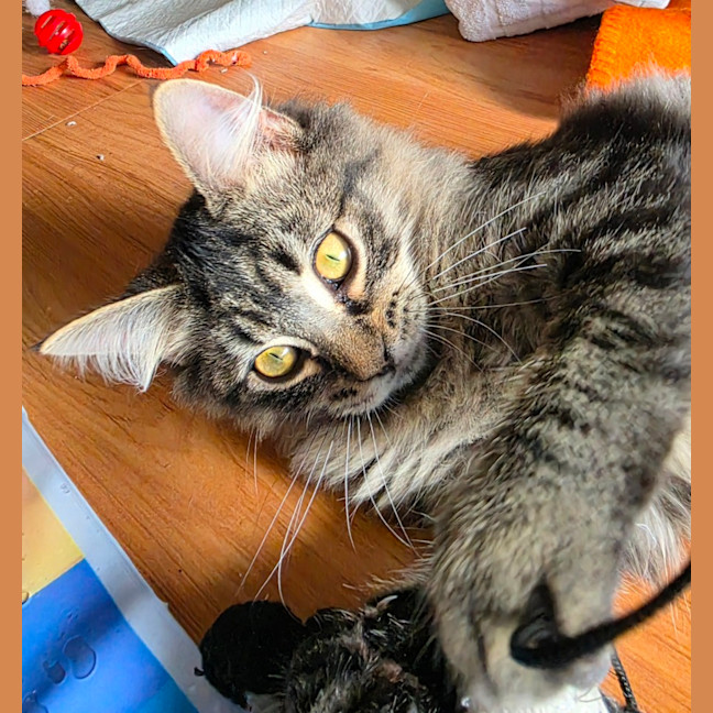 Photo of Tommy Tickle Mouse