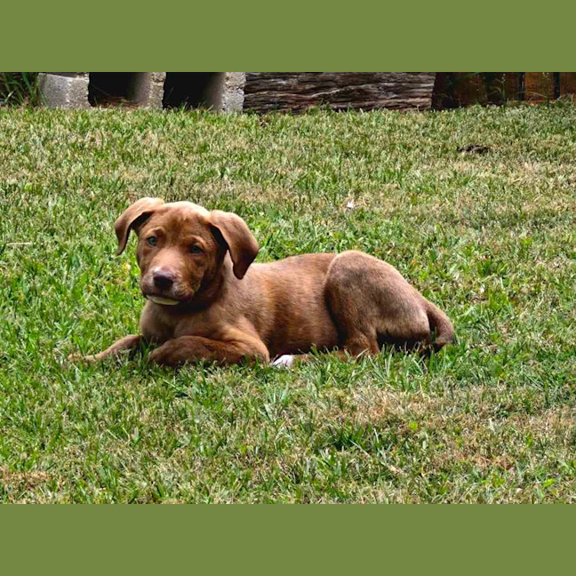 Photo of Archie