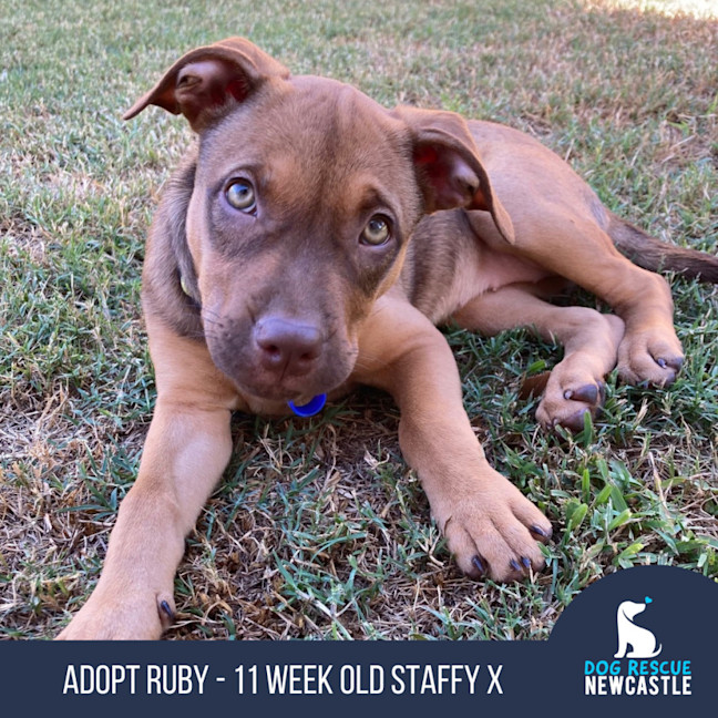 Photo of Ruby   11 Week Old Staffy X (On Trial)