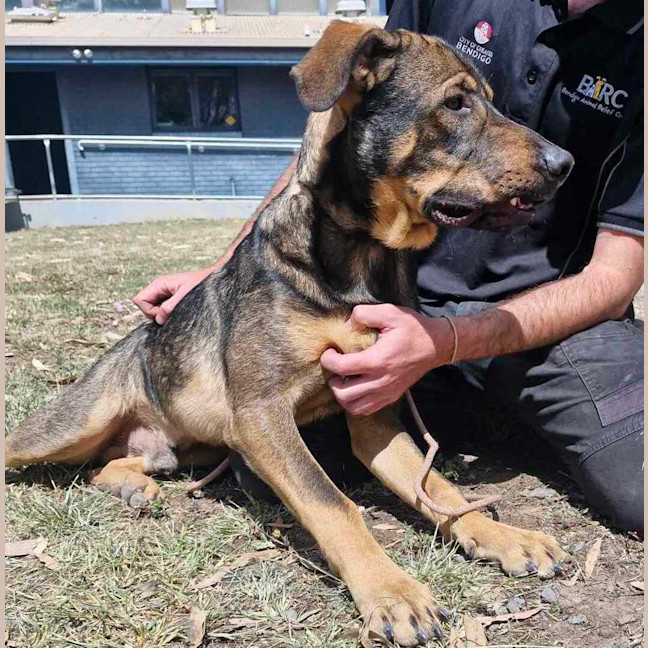 Photo of Buster (Boss)