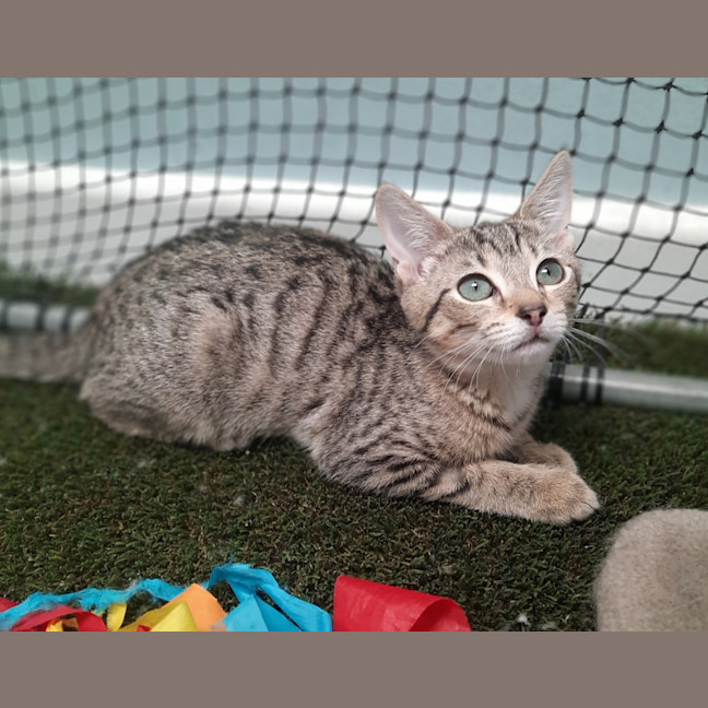 Photo of Pilchard