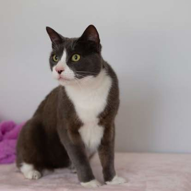 Photo of Cooper
