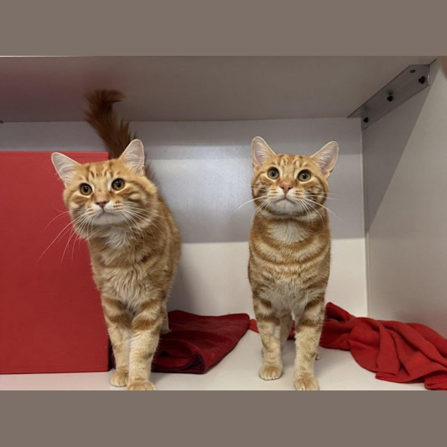 Photo of Armani Bulleau