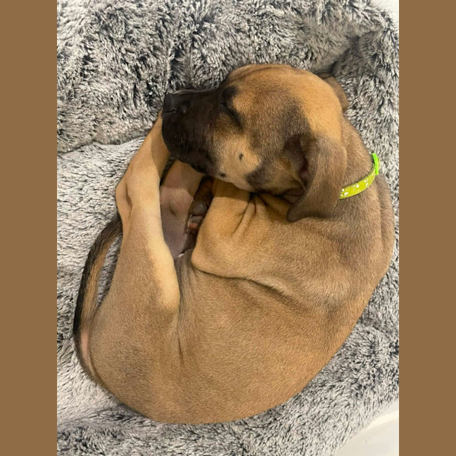 Photo of Chilli   11 Week Old Kelpie X