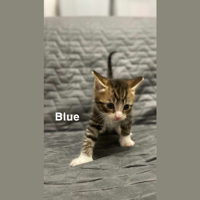 Photo of Blue