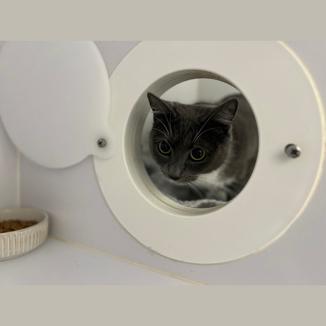 Photo of Muffin