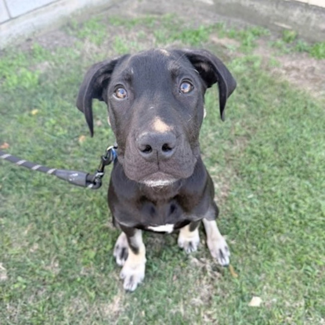 Photo of Atlas 