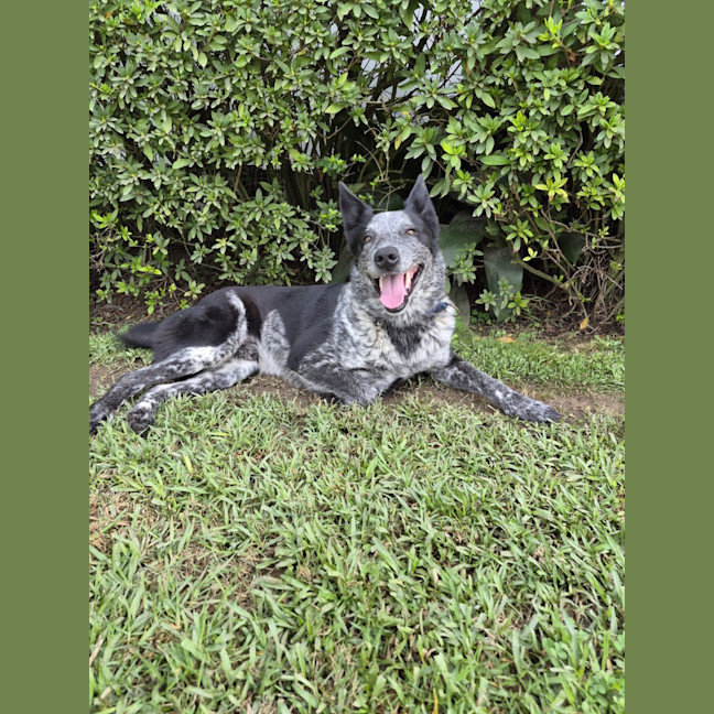 Photo of Digger