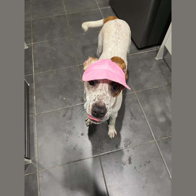 Photo of Poppy