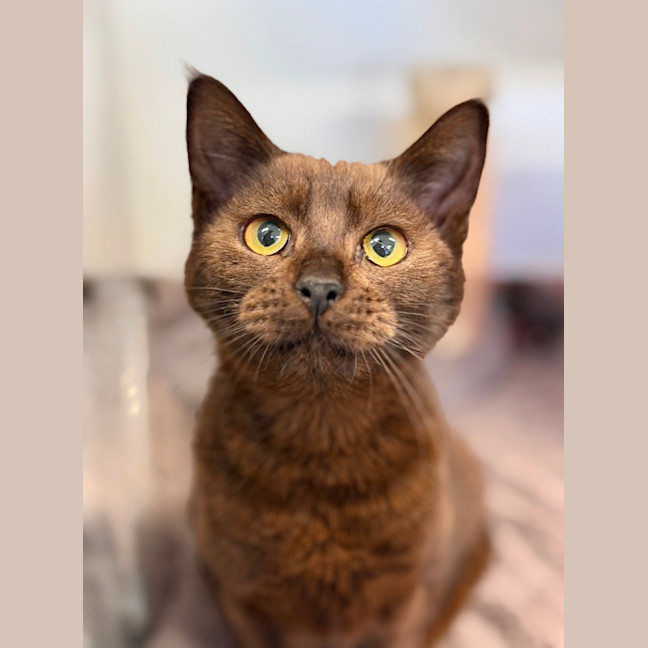 Photo of Hazel