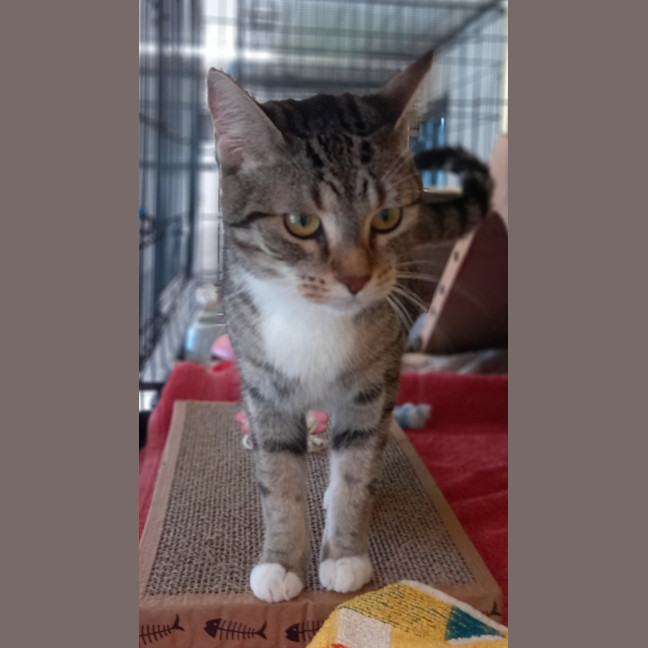 Photo of Tibby