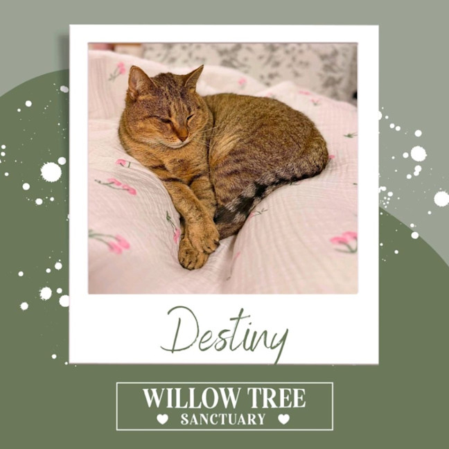 Photo of Destiny