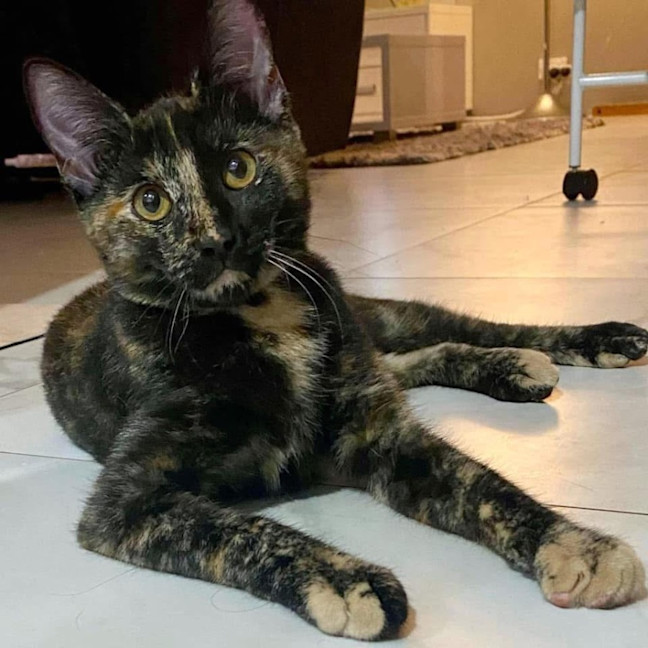 Photo of 11685   Trixta