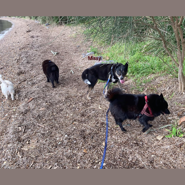 Photo of Missy 😍Blue Cattle X Jrt (On Trial 21/10/24)