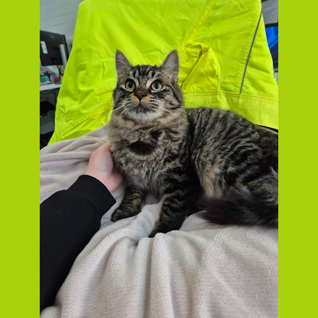 Photo of Romeo! 🧡