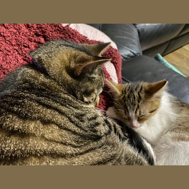 Photo of Belle   Meet Me At Petstock Chelsea