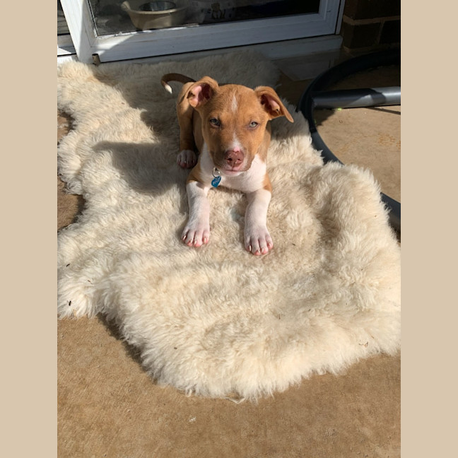 Photo of Kendrick Lamar 